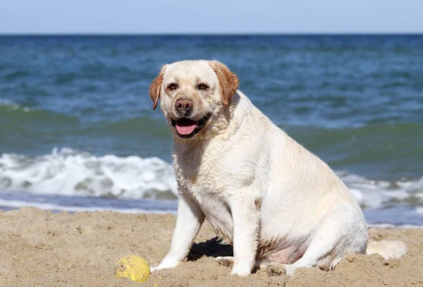 Een Zoete Gele Labrador Spelen Bij Zee Zomer Close — Stockfoto