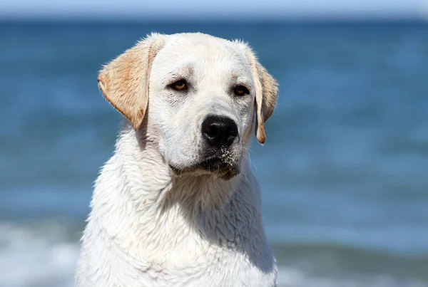 Gele Labrador Spelen Bij Zee Zomer Portret — Stockfoto