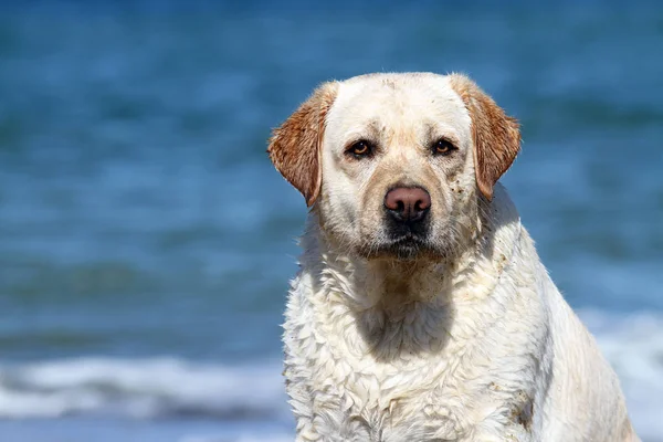 Žlutý Labrador Hrát Moři Létě Portrét — Stock fotografie