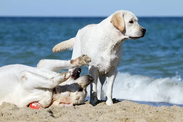 Två Gula Labradorer Spelar Havet Med Leksak Sommar — Stockfoto