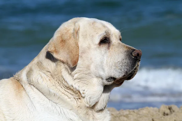 Słodkie Labrador Żółty Gra Nad Morzem Lato Portret — Zdjęcie stockowe