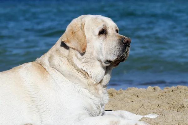 Een Zoete Gele Labrador Spelen Bij Zee Zomer Portret — Stockfoto