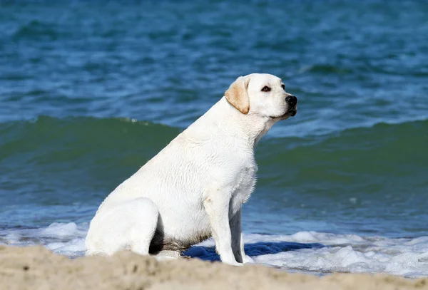 Dulce Labrador Amarillo Jugando Mar Retrato Verano — Foto de Stock