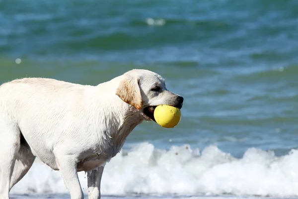 Желтый Лабрадор Играющий Море Игрушкой Летом — стоковое фото