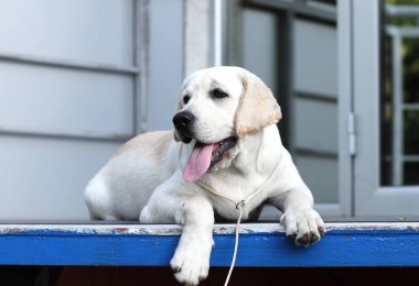 Sarı labrador parkta oturuyor.