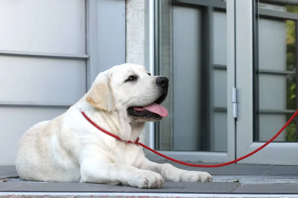 Labrador Amarelo Sentado Parque — Fotografia de Stock