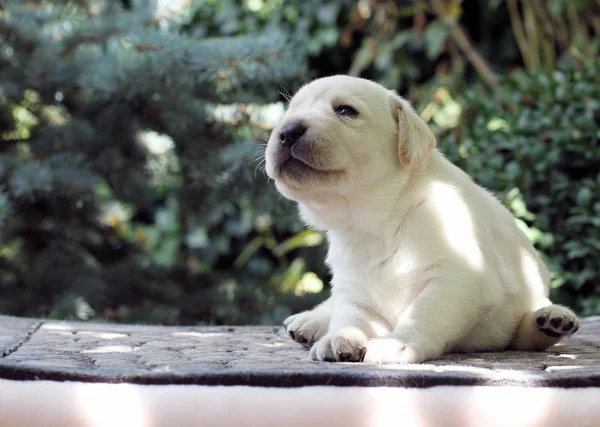 Kleiner Gelber Labrador Welpe Sitzt Auf Rosa Hintergrund — Stockfoto