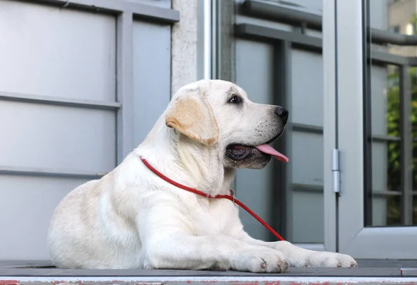 Puistossa Istuva Keltainen Labradorinnoutaja — kuvapankkivalokuva