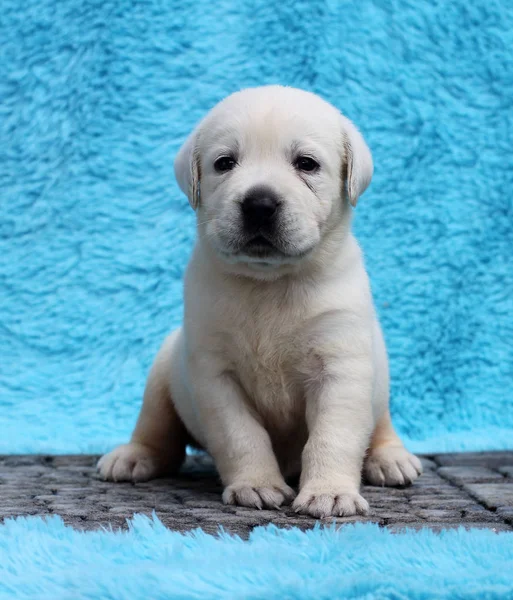 Petit Chiot Labrador Jaune Assis Sur Fond Bleu — Photo