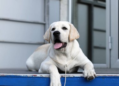 Tatlı sarı labrador parkta oturuyor.