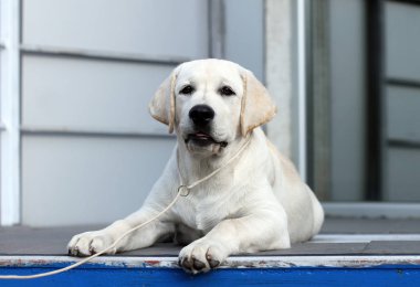 Sarı labrador parkta oturuyor.