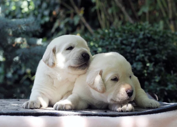 Two Little Yellow Labrador Puppies Sitting Pink Background — Stock Photo, Image