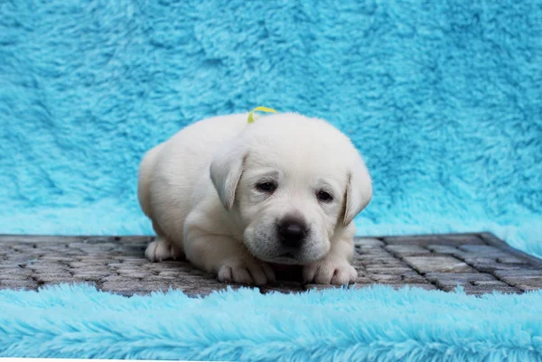 Malé Žluté Labrador Štěně Sedí Modrém Pozadí — Stock fotografie