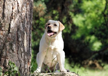 Parkta oturan sarı labrador.