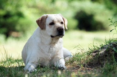 Sarı labrador parkta oturuyor.