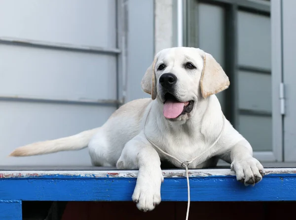 Der Junge Süße Labrador Sitzt Park — Stockfoto