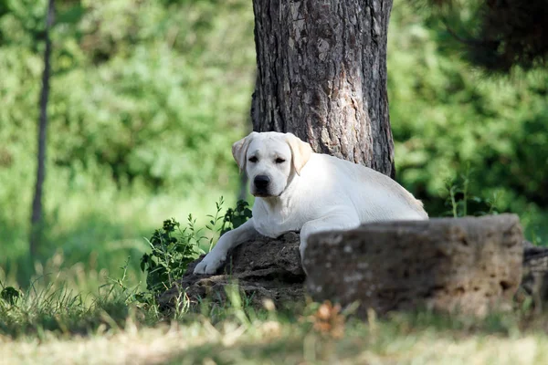 Den Gula Labrador Som Sitter Parken — Stockfoto