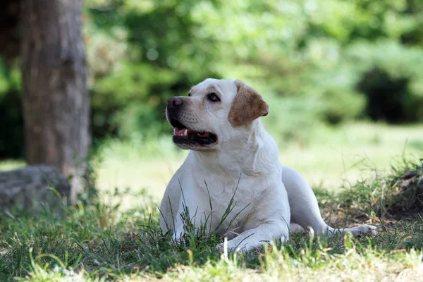 Amarillo Dulce Labrador Sentado Parque — Foto de Stock