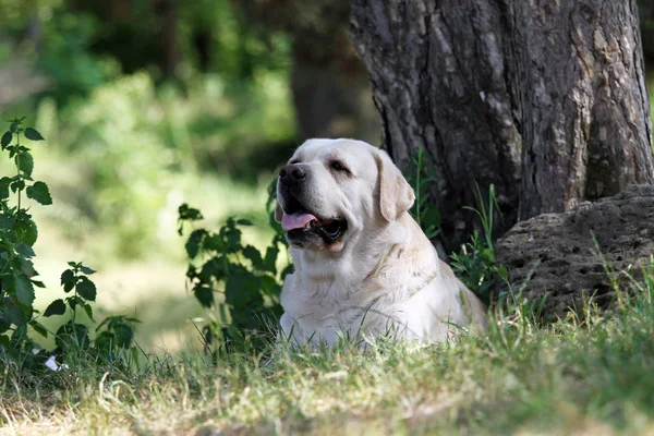 Een Gele Lieve Labrador Zit Het Park — Stockfoto