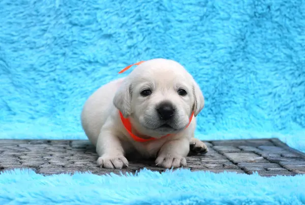 青い背景に座っている小さな黄色いラブラドールの子犬 — ストック写真