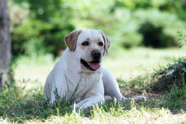 Sárga Labrador Parkban — Stock Fotó