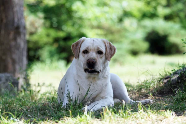 Dolce Labrador Giallo Seduto Nel Parco — Foto Stock