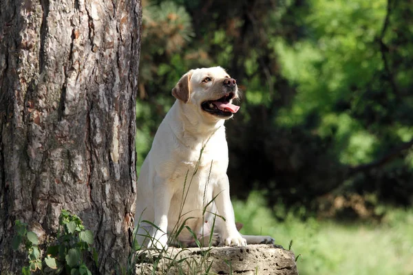 Ein Gelber Labrador Sitzt Park — Stockfoto