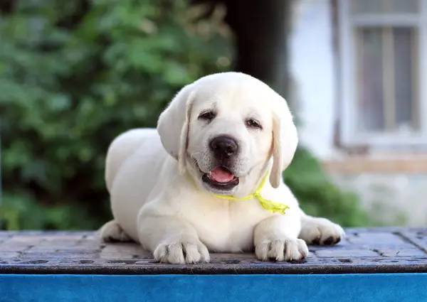 Küçük Sarı Labrador Köpeği Mavi Arka Planda Oturuyor — Stok fotoğraf