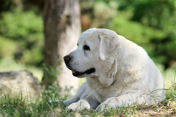 Um filhote de cachorro amarelo labrador sentado no azul — Fotografia de Stock