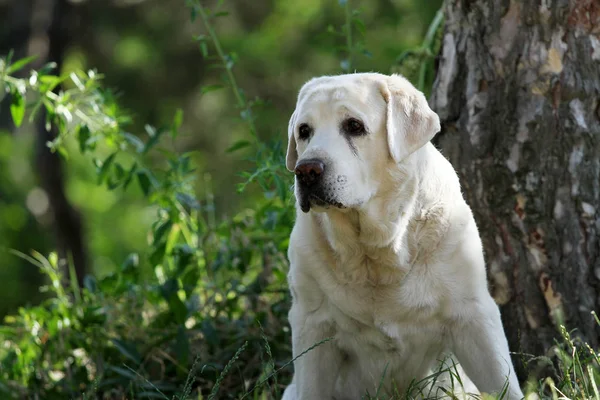 Een kleine gele labrador pup zittend op blauw — Stockfoto