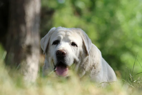 En liten gul labrador valp sitter på blå — Stockfoto