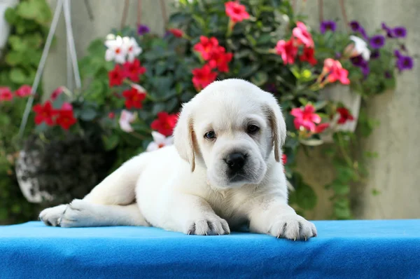 Malý žlutý labrador štěně sedící na modré — Stock fotografie