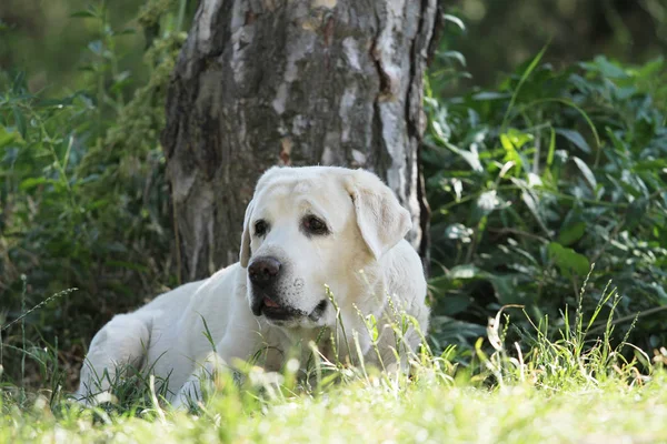 Söt Liten Gul Labrador Valp Sitter Blå Bakgrund — Stockfoto