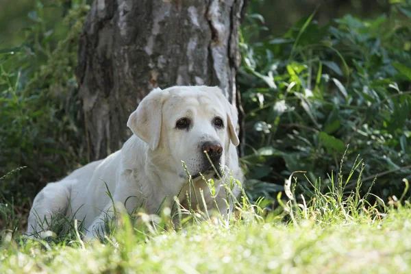 Lieve Kleine Gele Labrador Puppy Zittend Blauwe Achtergrond — Stockfoto