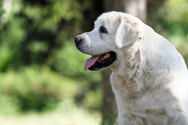 Filhote Cachorro Pequeno Labrador Amarelo Sentado Fundo Azul — Fotografia de Stock