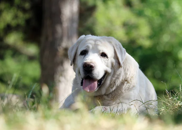 Een Kleine Gele Labrador Puppy Zittend Blauwe Achtergrond — Stockfoto