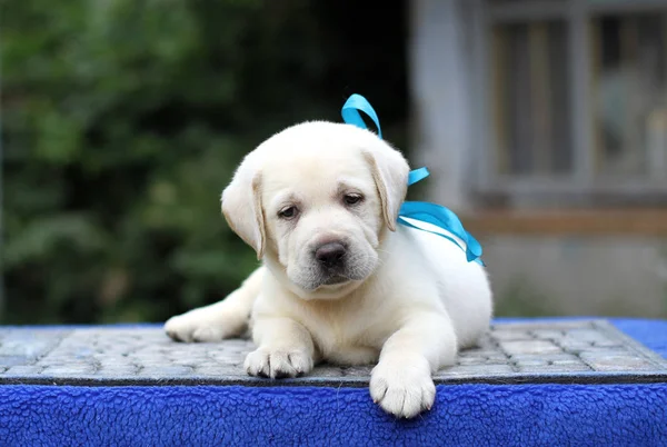 Perrito Labrador Amarillo Sentado Sobre Fondo Azul — Foto de Stock