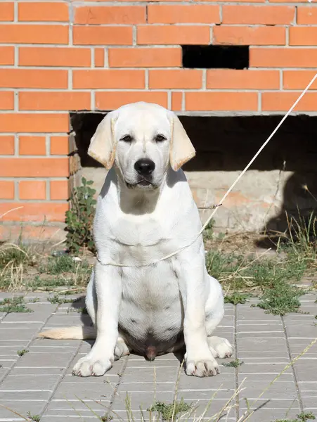 Yellow Labrador Sitting Park — Stock Photo, Image