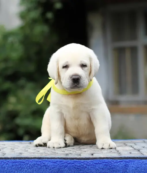 Ein Gelber Labrador Welpe Auf Blauem Hintergrund — Stockfoto