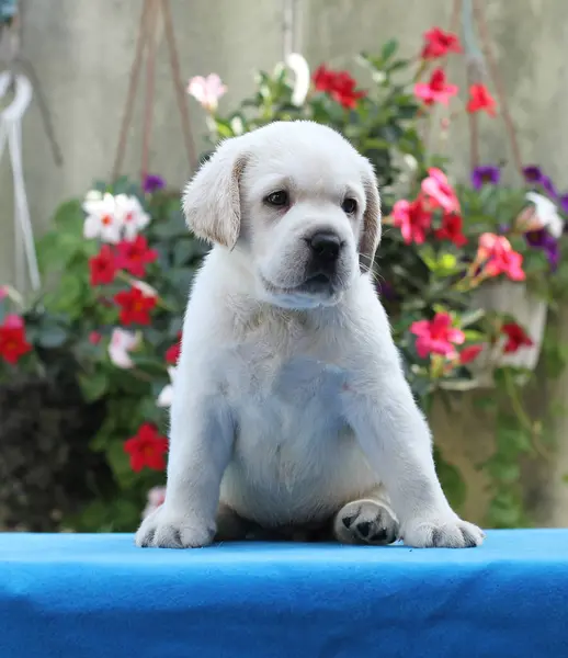 Mały Żółty Szczeniak Labrador Siedzi Niebieskim Tle — Zdjęcie stockowe