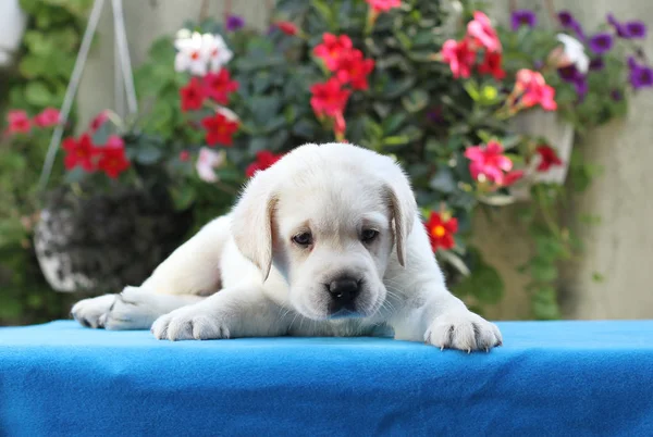Perrito Labrador Amarillo Sentado Sobre Fondo Azul —  Fotos de Stock