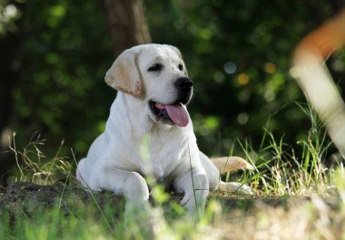 Parkta oturan sarı labrador.