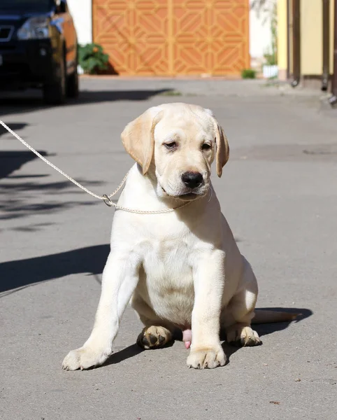 Söt Gul Labrador Sittande Parken — Stockfoto