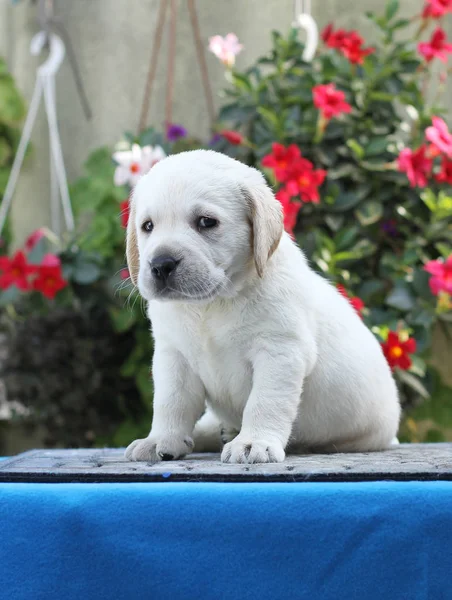 Piccolo Cucciolo Labrador Giallo Seduto Sfondo Blu — Foto Stock