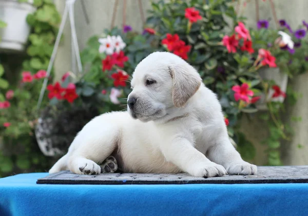 Petit Chiot Labrador Jaune Assis Sur Fond Bleu — Photo