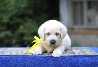 Mavi arka planda oturan tatlı sarı labrador köpeği.