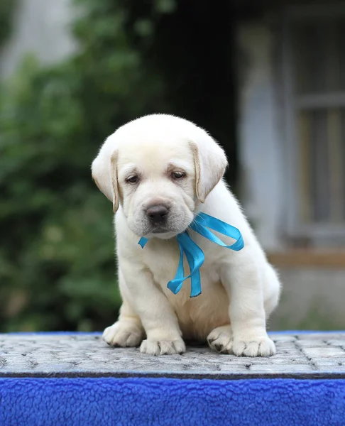 Doux Petit Chiot Labrador Jaune Assis Sur Fond Bleu — Photo