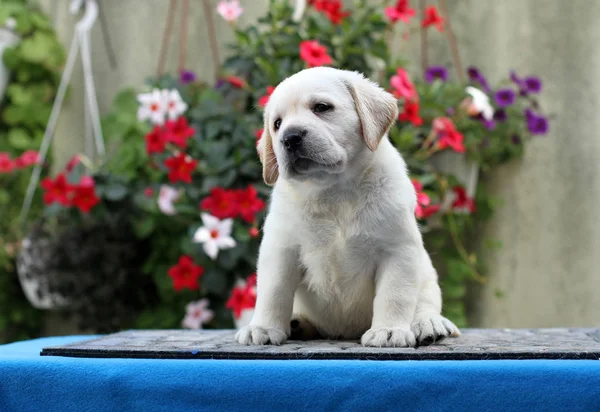 Petit Chiot Labrador Jaune Assis Sur Fond Bleu — Photo