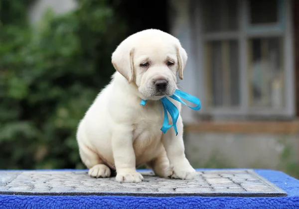 Söt Liten Gul Labrador Valp Sitter Blå Bakgrund — Stockfoto