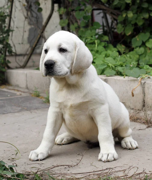 Gele Labrador Zittend Het Park — Stockfoto